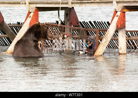 Fotograf Sergey Gorshkov Fotografieren von Kamtschatka Braunbär (Ursus arctos) von beringianus Schutzkorb in Fluss, Kamtschatka, im Fernen Osten Russlands, August 2006. Stockfoto