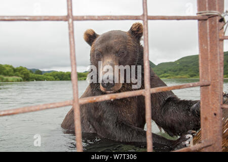 Kamtschatka Braunbär (Ursus Arctos Beringianus) in Fluss, Schutzkorb, Kamtschatka, Fernost Russland entnommen. Stockfoto