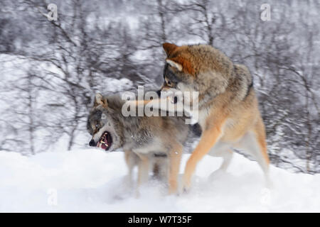 Zwei europäische Grauen Wölfen (Canis lupus) Kampf im Schnee, Captive, Norwegen, Februar. Stockfoto