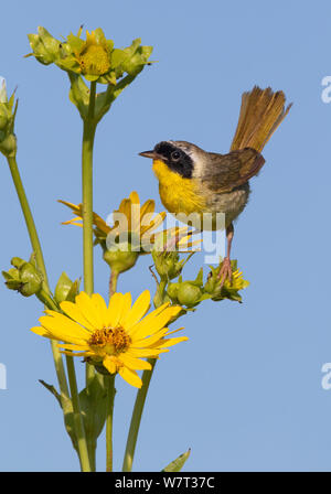 Gemeinsame yellowthroat (Geothlypis trichas) männlich, hocken auf dem Gras in der Prairie, Iowa, USA. Stockfoto