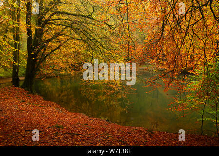 Buche (Fagus sylvaticus) und Teich im Herbst, waggoners Brunnen, Surrey, England, Großbritannien, Oktober. Stockfoto