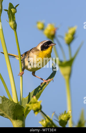 Gemeinsame yellowthroat (Geothlypis trichas) männlich, Klettern Gras in Prairie, Iowa, USA. Stockfoto