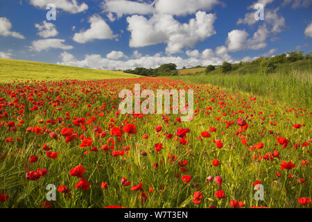 Gemeinsame Mohn (Papaver rhoeas) im Bereich der Gerste (Hordeum vulgare) auf der South Downs, Sussex, England, UK, Juni 2011. Stockfoto