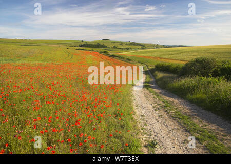 Ländliche Straße durch den Mohn (Papaver rhoeas) Felder. Nationalparks South Downs, Arundel, West Sussex, England, UK. Juni. Stockfoto