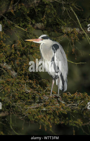 Graureiher (Ardea cinerea) in Baum, Bromley, Kent, England, UK. Februar. Stockfoto