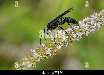 Schwarze Wespe Stockfotografie Alamy