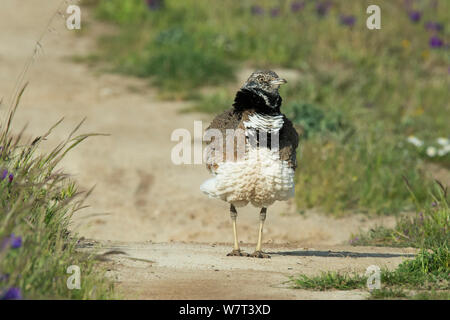 Zwergtrappe (Tetrax tetrax) putzen, Castro Verde, Alentejo, Portugal, April. Stockfoto