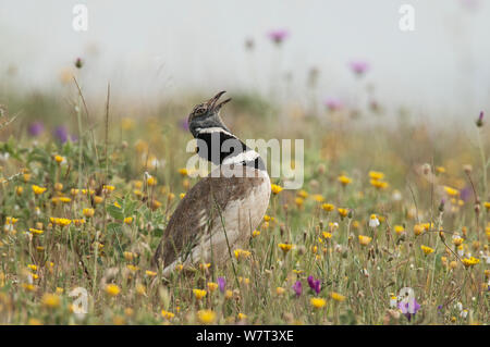 Männliche Zwergtrappe (Tetrax tetrax) Anzeige in eine blühende Wiese, Castro Verde, Alentejo, Portugal, April. Stockfoto