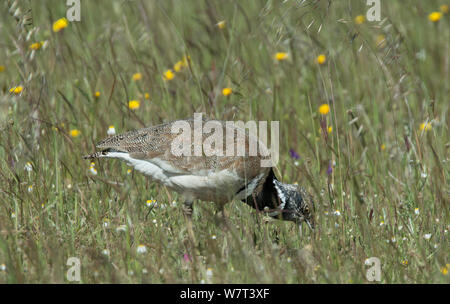 Männliche Zwergtrappe (Tetrax tetrax) Fütterung von Insekten, Castro Verde, Alentejo, Portugal, April. Stockfoto