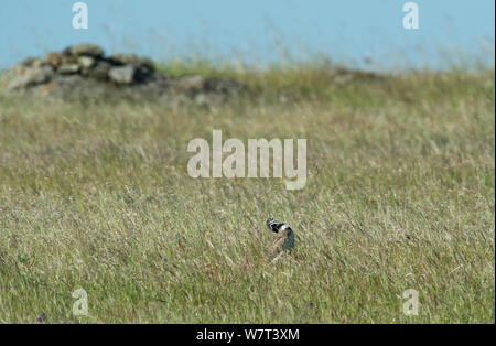 Männliche Zwergtrappe (Tetrax tetrax) Anzeige, Castro Verde, Alentejo, Portugal, April. Stockfoto