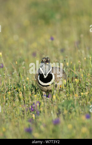 Männliche Zwergtrappe (Tetrax tetrax) Fütterung mit Blumen auf einer Wiese, Castro Verde, Alentejo, Portugal, April. Stockfoto