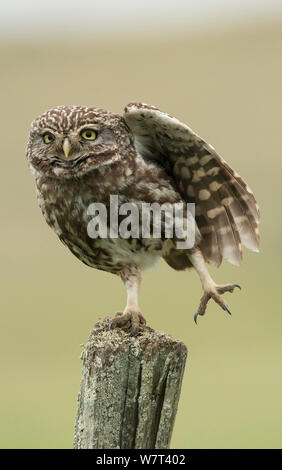 Steinkauz (Athene noctua) auf einem zaunpfosten thront, auf einem Bein stehend und Stretching seinen Flügel, Castro Verde, Alentejo, Portugal, April. Stockfoto