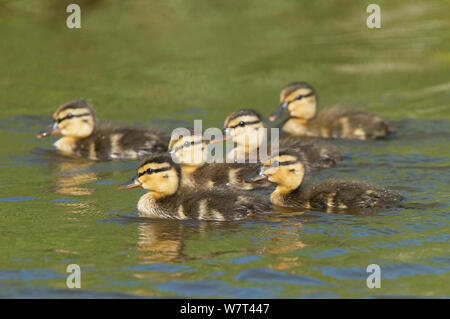 Brut der Stockente (Anas platyrhynchos) Entlein schwimmen, Castro Verde, Alentejo, Portugal, April. Stockfoto