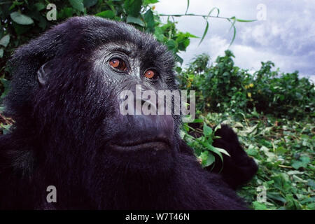 Blackback (männliche) Berggorilla (Gorilla beringei beringei) von &#39; &#39; Ndungutse Familie. Virunga National Park, Kivu, Demokratische Republik Kongo Stockfoto