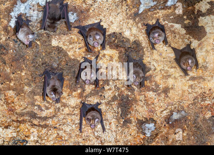 Der Sundevall roundleaf bat (Hipposideros Caffer) Kolonie, die in der Höhle, Ost Kenia. Stockfoto