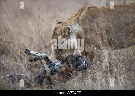 Afrikanische Löwin (Panthera leo) mit Afrikanischer Wildhund (Lycaon pictus) Beute, Mala Mala Game Reserve, Südafrika, Juni. Stockfoto