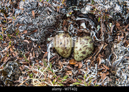 Europäische Goldregenpfeifer (Pluvialis apricaria) zwei Eier in ein Nest am Boden, Spitzbergen, Svalbard. Norwegen, Juni. Stockfoto