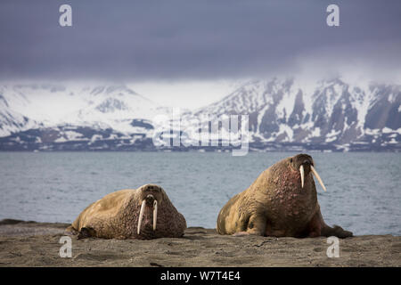 Zwei Walrosse (Odobenus rosmanus), Poolpynten, Svalbard, Norwegen, Juni, 2012. Stockfoto