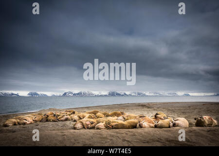 Walross (Odobenus rosmanus) Kolonie mitgeführt und am Strand, Poolpynten, Svalbard, Norwegen, Juni, 2012. Stockfoto