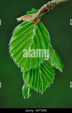 Neue, frische grüne Blätter Buche (Fagus sp.) im Frühjahr, Dorset, Großbritannien. Mai Stockfoto