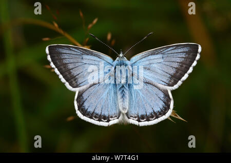 Männliche chalkhill blue butterfly (Polyommatus coridon) Portland, Dorset, Großbritannien. August Stockfoto