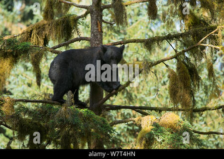 Großer Schwarzer Bär (Ursus americanus) hoch in einem Sitka-Fichte (Picea sitchensis), neben Anan Creek, Alaska, Juli. Stockfoto