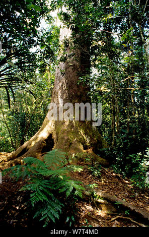 Koghis Kauri Baum (Agathis Integrifolia), Neukaledonien, endemisch. Stockfoto