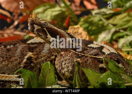Rhinoceros Viper (Bitis nasicornis), aus Zentralafrika, Captive, Juli. Stockfoto