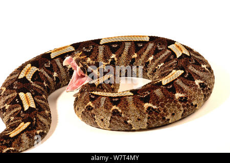 Rhinoceros Viper (Bitis nasicornis), aus Zentralafrika, Captive, Juli. Stockfoto