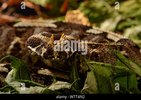 Rhinoceros Viper (Bitis nasicornis), aus Zentralafrika, Captive, Juli. Stockfoto