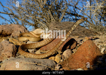 Rot oder Rot Racer (coachwip Masticophis flagellum Piceus), Amargosa Desert, Nevada, Mai. Stockfoto