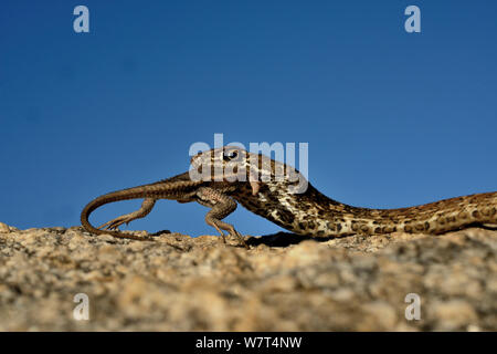 Rot oder Rot Racer (coachwip Masticophis flagellum Piceus) essen Sceloporus Eidechse, Catalina Vorberg, Arizona, Juni. Stockfoto