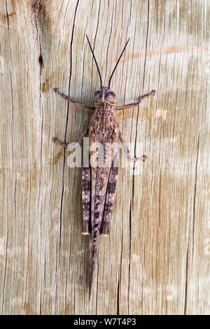 Grasshopper (Familie Acrididae) Wüste Namib, Namibia, Mai Stockfoto