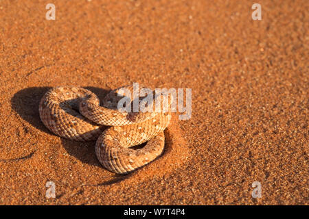 Peringuey&#39;s Addierer/Sidewinding Addierer (Bitis peringueyi), Wüste Namib, Namibia, Mai Stockfoto