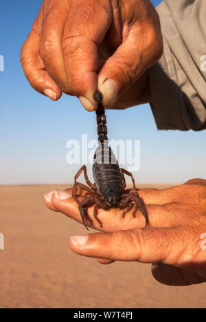 Person, die Schwarz haarige thicktailed Scorpion (parabuthus Villosus) durch seinen Schwanz, Wüste Namib, Namibia, April Stockfoto