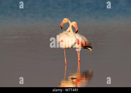 Mehr Flamingos (Phoenicopterus ruber), Etosha National Park, Namibia, Mai Stockfoto