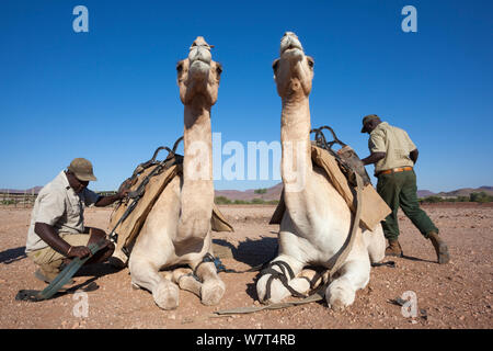 Save The Rhino Trust Camel Camp patrol Teammitglieder mit Kamelen, Kunene Region, Namibia, Mai 2013 Stockfoto