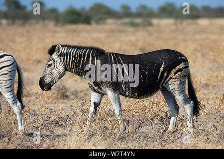 Burchell's (Plains) Zebra (Equus quagga), mit melanistic Markierungen, Etosha National Park, Namibia, Mai Stockfoto