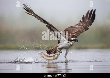 Fischadler (Pandion haliaetus) Fang von Forellen, Rothiemurchus Estate, Cairngorms, Schottland, Großbritannien, Juli Stockfoto