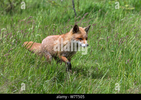 Red Fox (Vulpes vulpes) unverlierbaren, UK, Juni Stockfoto