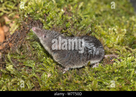 Eurasischen Wasserspitzmaus (Neomys fodiens), Captive, UK, Juni Stockfoto