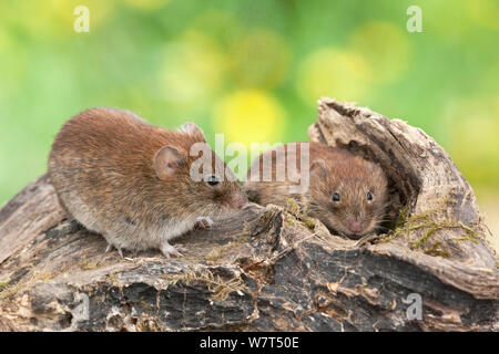 Feld feldmäuse (Microtus agrestis), Captive, UK, Juni Stockfoto