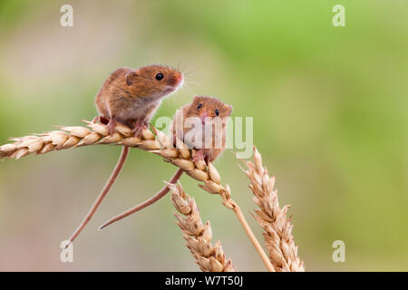 Mäuse (Micromys Minutus), Ernte in Gefangenschaft, UK, Juni Stockfoto