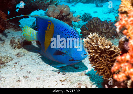 Yellowbar Kaiserfisch (Pomacanthus Maculosus) Ägypten, Rotes Meer. Stockfoto