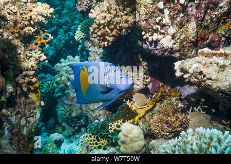 Yellowbar kaiserfisch (Pomacanthus maculosus) Schwimmen über Korallenriff. Ägypten, Rotes Meer. Stockfoto