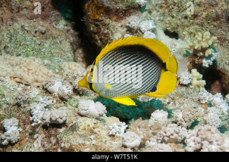 Blackback Falterfische (Chaetodon melannotus) Ägypten, Rotes Meer. Stockfoto