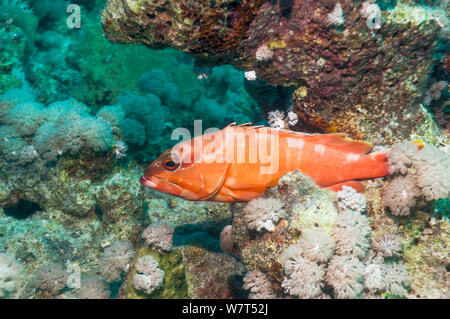 Schwarzspitzen Zackenbarsch (Epinephelus fasciatus) Ägypten, Rotes Meer. Stockfoto