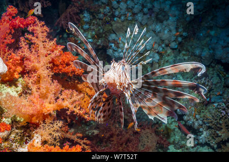 Common lionfish / Teufel firefish (Pterois miles) Ägypten, Rotes Meer, endemischen Arten.