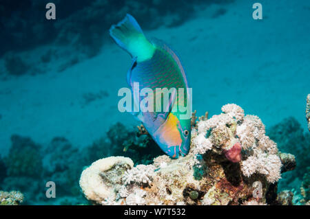 Purplestreak/Sinai Papageienfische (Chlorurus genazonatus) Beweidung auf die Coral Rock. Ägypten, Rotes Meer. Stockfoto