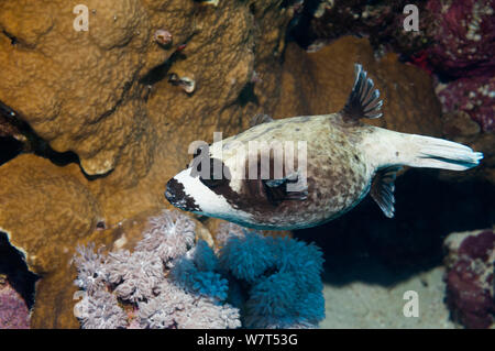 Masked Puffer (Arothron diadematus), Rotes Meer, Ägypten. Rotes Meer endemisch. Stockfoto